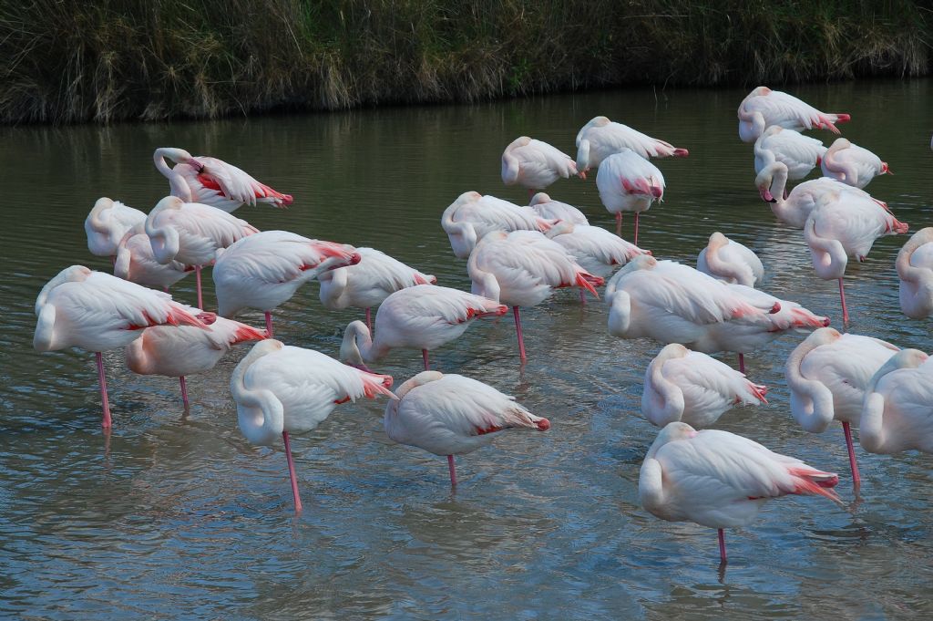 Uccelli della Camargue - 5 - Phoenicopterus roseus